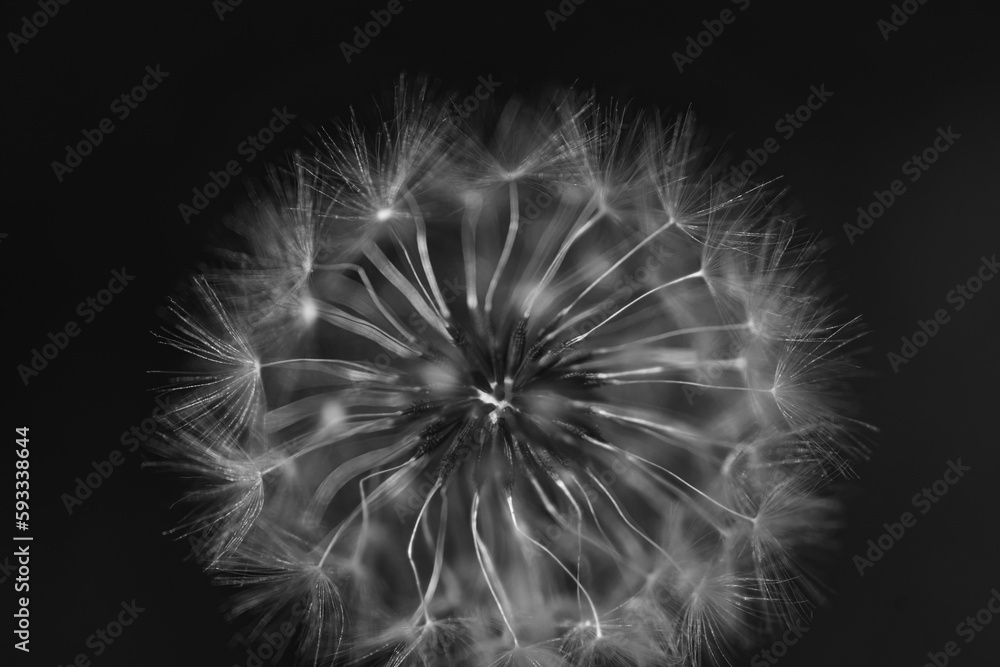 Naklejka premium black and white photograph of a dandelion flower