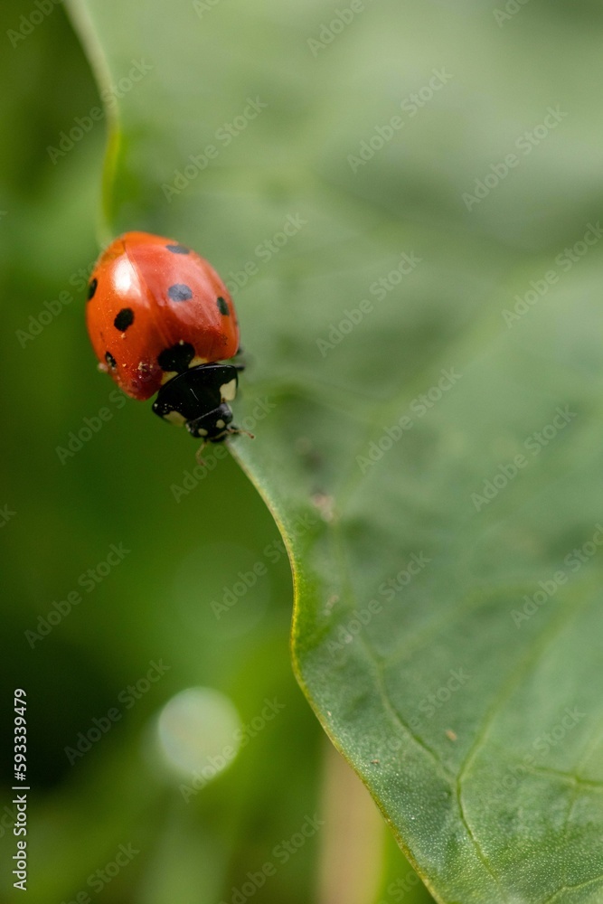 Fototapeta premium Vertical shot of a ladybug walking on a green leaf on a blurry background