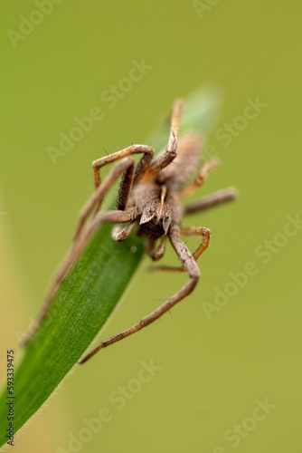 Vertical shot of a wolf spider on a green plant