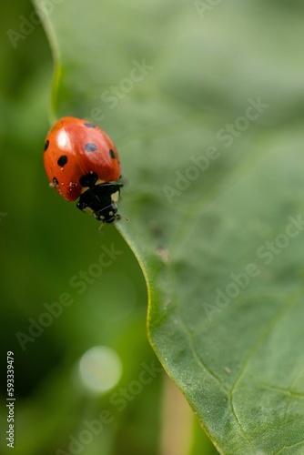 Vertical shot of a ladybug walking on a green leaf on a blurry background © Mihai Constantin/Wirestock Creators