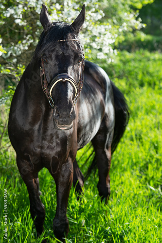  portrait of beautiful black stallion posing around spring blossom apple trees. close up