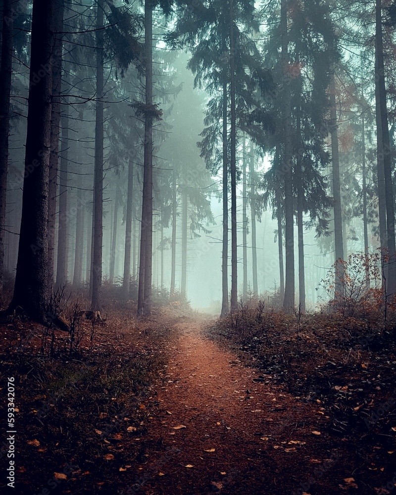 Breathtaking view of autumn forests with golden fallen leaves on a foggy day Breathtaking view of autumn forests with golden fallen leaves on a foggy day