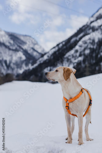 Portrait von jungem Labrador Retriever im Schnee in Winterlandschaft photo