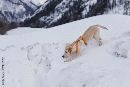 Junger Labrador Retriever Rüde tobt im Schnee in einer Winterlandschaft 
