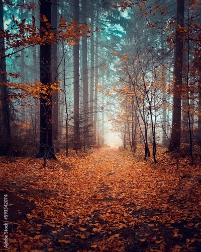 Breathtaking view of autumn forests with golden fallen leaves on a foggy day
