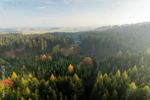 Aerial view of autumn forest with colorful tree tops under bright sky