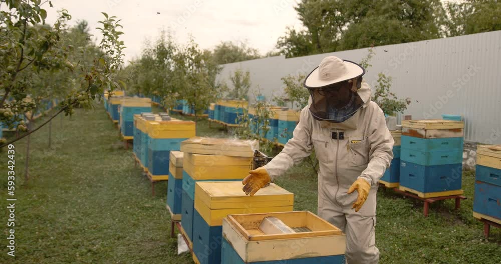 Beekeeper is working with bees and beehives on the apiary Beekeeper is working with bees and beehives on the apiary
