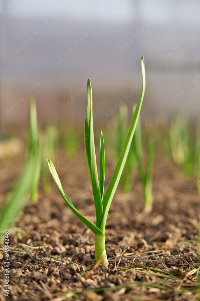 Sprouts of garlic grow on a garden bed in the spring season. Growing organic plants and vegetables. Young garlic plant. Sprouts of garlic grow on a garden bed in the spring season. Growing organic plants and vegetables. Young garlic plant.
