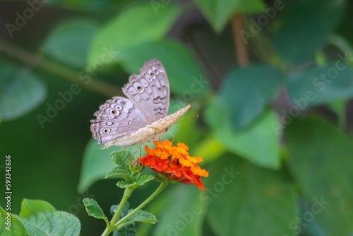 A view of the Junonia atlites butterfly, the Junonia atlites butterfly is from the leaves to the flowers in macro mode, Indonesia photo