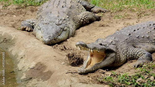 Female and male crocodile resting in the open air