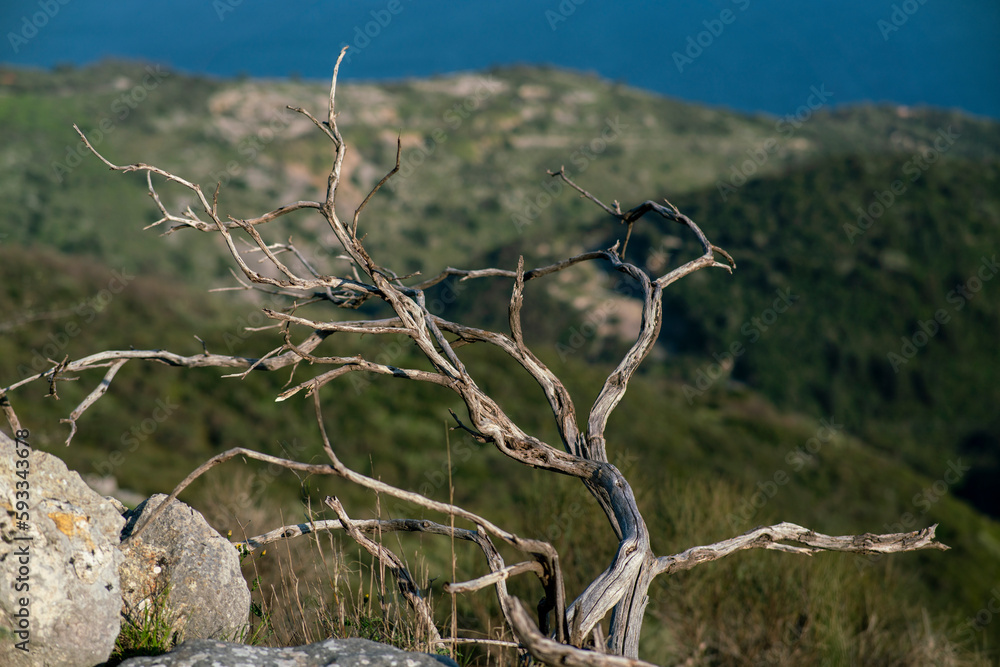 Withered tree on top of a mountain Withered tree on top of a mountain