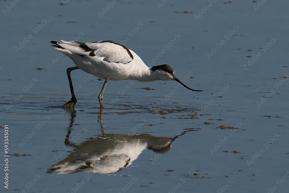 Close-up shot of a pied avocet looking for food on the shore of lagoon in spring Close-up shot of a pied avocet looking for food on the shore of lagoon in spring