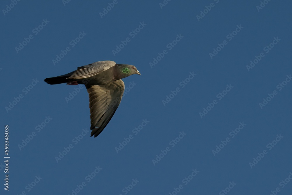 Obraz premium Close-up shot of a feral pigeon flying in the clear blue sky