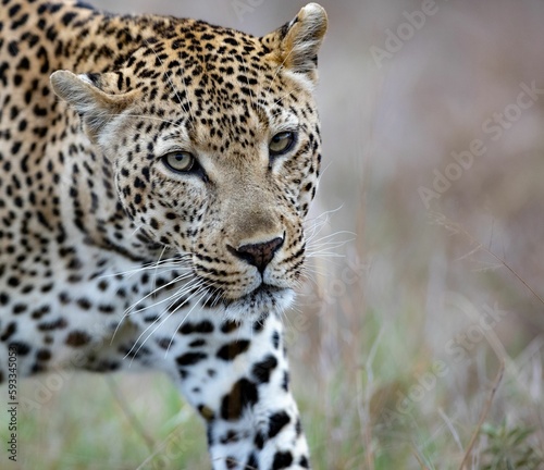 Closeup of a beautiful leopard in the Kruger national park