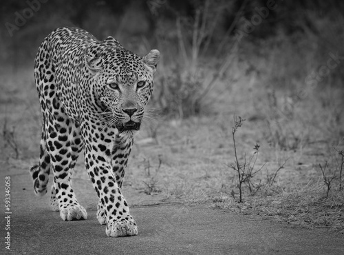 Greyscale shot of a beautiful leopard in the Kruger national park
