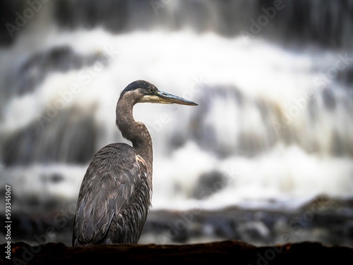 Closeup of an elegant gray heron bird with a fountain on a blurred background