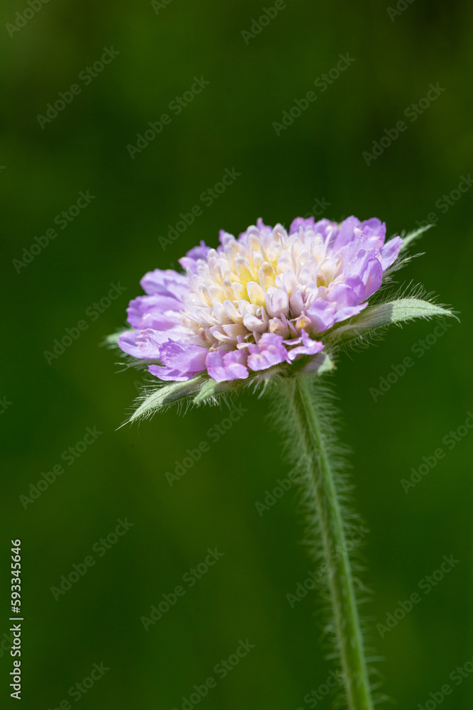  scabious in light purple flower against green background of a meadow