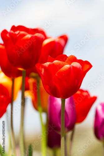 Fototapeta Naklejka Na Ścianę i Meble -  set of elegant red tulips photographed from the ground