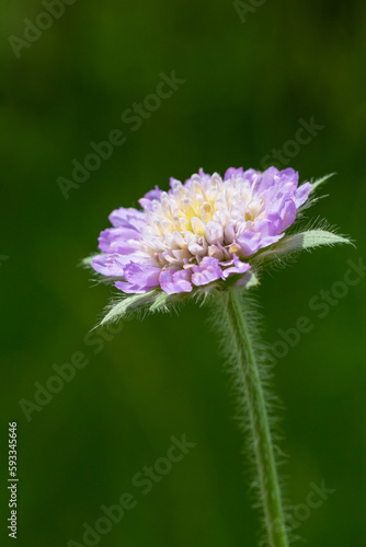  scabious in light purple flower against green background of a meadow