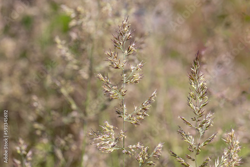 peaceful, natural atmosphere pleasantly illuminated by blurring and sharpness of individual grasses in the sunlight in soft green, yellow and golden colors