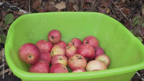Close-up of red apples in green plastic bowl. Autumn harvest on a small farm