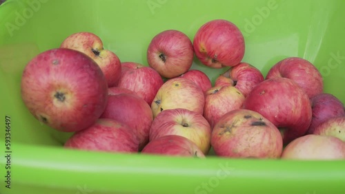 Close-up of red apples in green plastic bowl. Autumn harvest in house garden