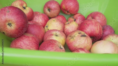 Close-up of green plastic bowl with human hand putting apples to bowl. Autumn harvest in country house