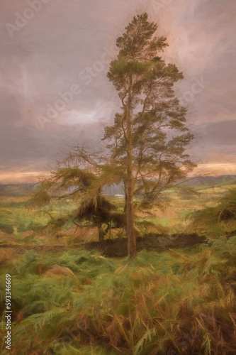 Digital painting of a lone tree at sunset on the Roaches in the Peak District National park. Tittesworth reservoir can be seen through the branches of the tree. photo