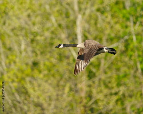 Canadian Goose while in flight.