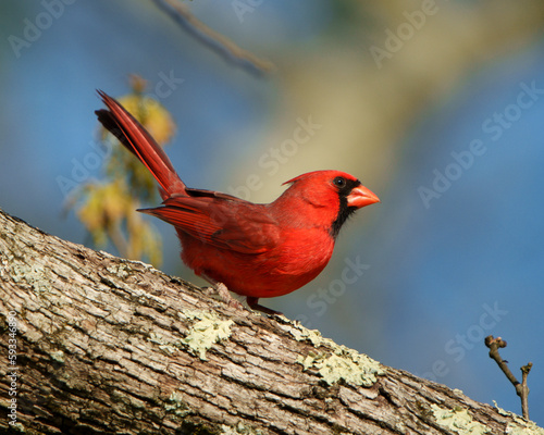Male Northern Cardinal on a tree branch.