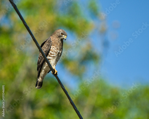 Broad-Winged Hawk perched on a phone line.