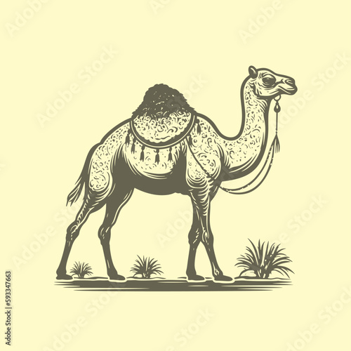 Hand drawn Camel head illustration. vintage woodcut engraving style vector.