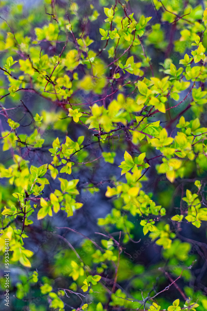 Spring, everything comes to life Spring, everything comes to life