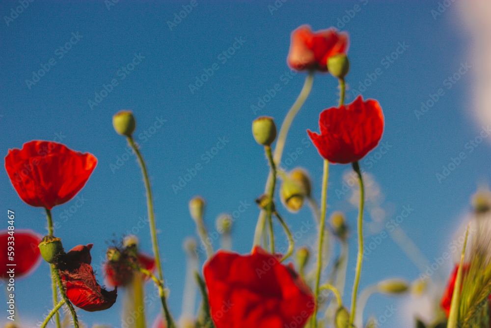 Obraz premium A lot of fresh red poppies blooming in a spring meadow against blue sky. Natural springtime landscape. Wild flowers blossom on a wind. Beautiful floral wallpaper. Summer flower blooming low angle view