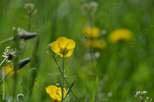 Fleur de bouton d or