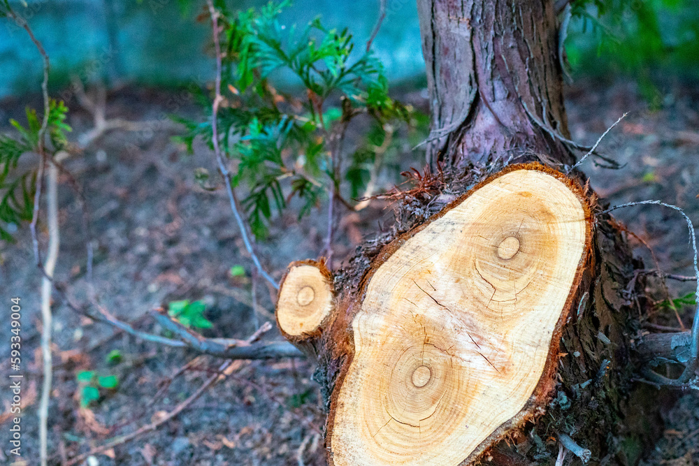 Fototapeta premium Spring, everything comes to life