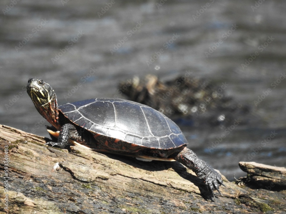 painted turtle on a log doing a stretch painted turtle on a log doing a stretch