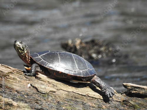 painted turtle on a log doing a stretch