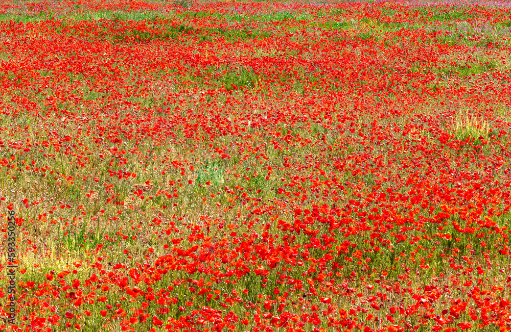 Red poppies in meadow field in Alentejo 