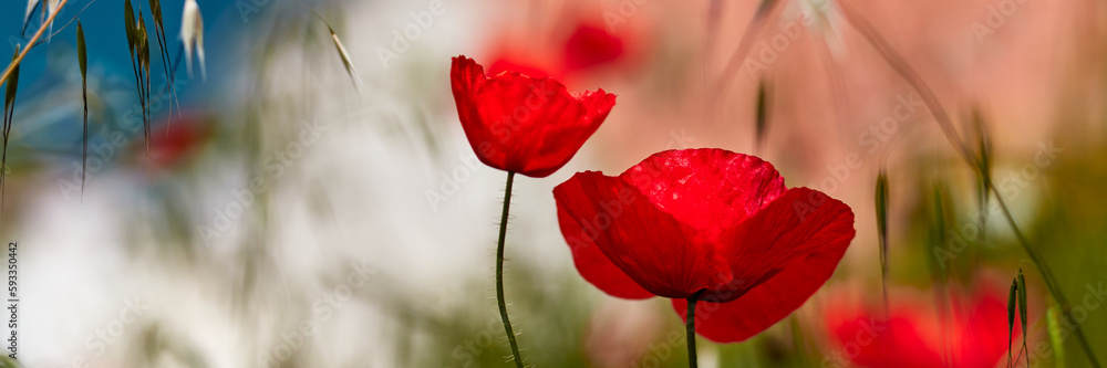 Obraz premium Red poppies, in the background fuzzy view of a tourist town in Croatia.
