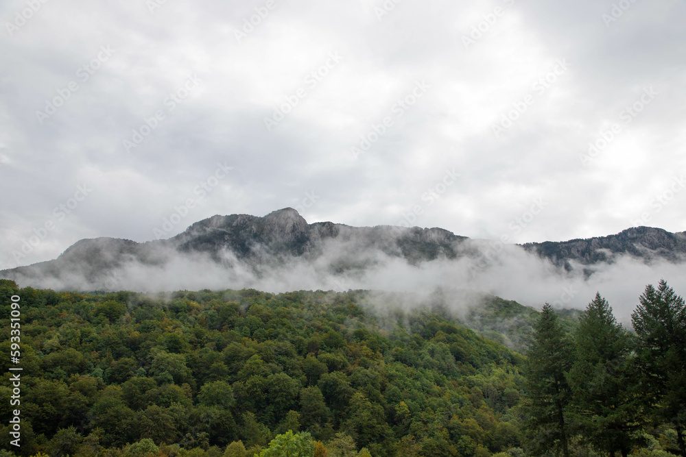 fog over forest and mountains