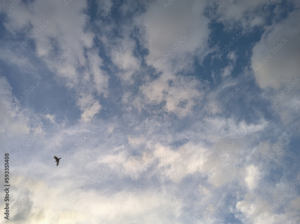 Bird flying through the gray clouds
