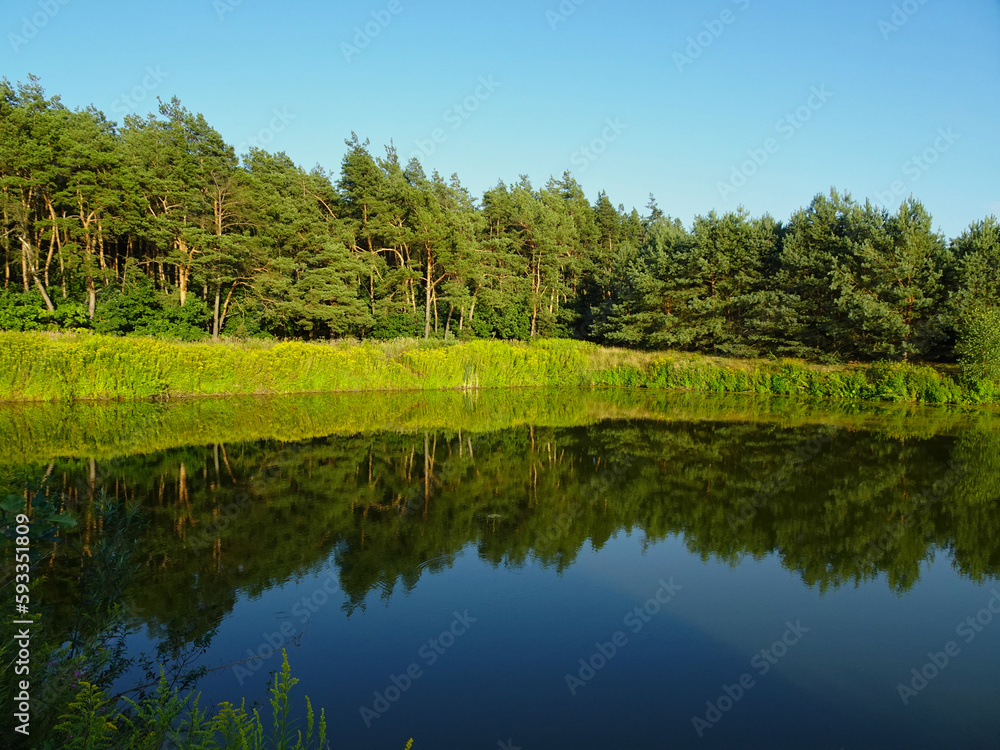 Fototapeta premium Reflections of trees and bushes in the surface of a calm lake on a sunny summer day near Kurów, Pulawy, Poland