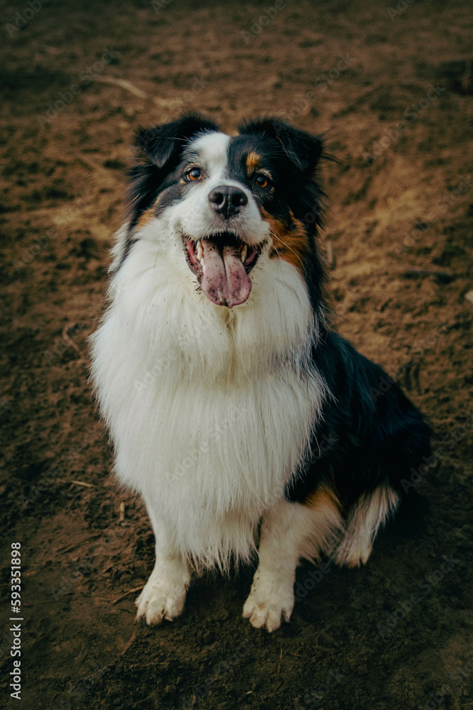 Portrait of Australian Shepherd in dogs park. Cute dog sitting on a ground in the woods looking at his owner who is caring a toy. Animal waiting to throw the ball.