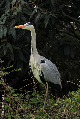 A heron on a tree