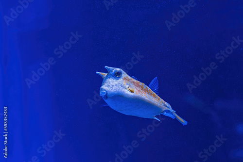 Underwater shot of fish Lactoria cornuta © Minakryn Ruslan 