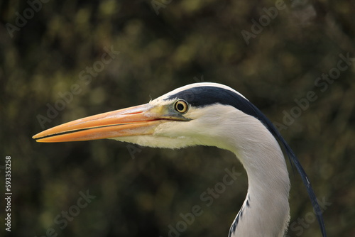 A heron head in close up