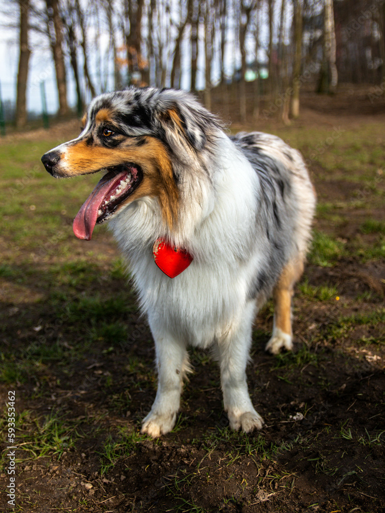 Portrait of marle Australian Shepherd in dogs park. Cute dog sitting on a ground in the woods looking at his owner who is caring a toy. Animal waiting to throw the ball.