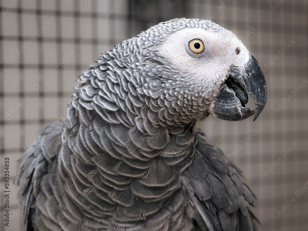 Image filling upper body portrait of gray parrot Image filling upper body portrait of gray parrot