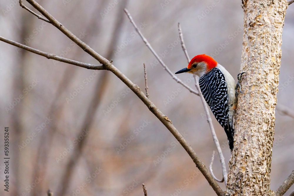 Red-bellied woodpecker (melanerpes carolinus) perched on a tree in Wisconsin. Selective focus, background blur and foreground blur.
Red-bellied woodpecker (melanerpes carolinus) perched on a tree in Wisconsin. Selective focus, background blur and foreground blur.